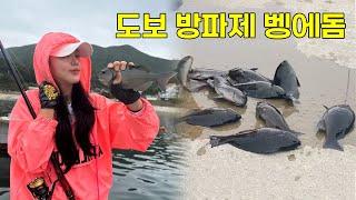 [낚시] 도보 방파제에서 벵에돔 두 자리수️ 하고 왔어요 !! /fishing