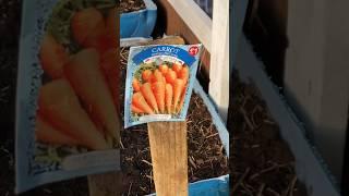 Fall Garden Carrots (The Trick)