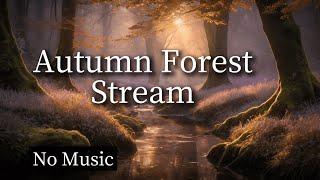 Autumn Forest with Gentle Stream Sounds  | Relaxing Nature Ambience