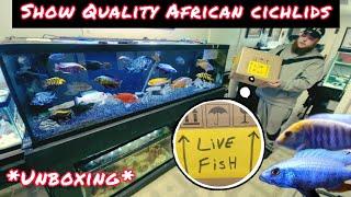 *CHRISTMAS UNBOXING* SHOW QUALITY AFRICAN CICHLIDS!!