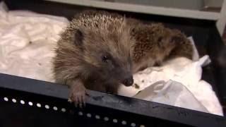 Hedgehogs and other UK wildlife at risk of extinction