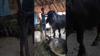 singer mahendra yadav chotu#sort video yadav