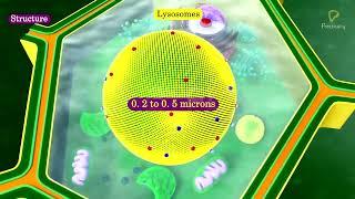 Practically's Concepts - Lysosomes - #LearnPractically