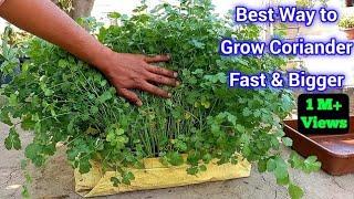 Coriander Planting | Growing | At Home | How To Grow Coriander | Growing Season | Time | Tips