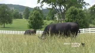 Deer Valley Farm: Quality Angus cattle