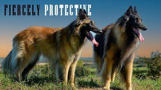 BELGIAN TERVUREN - THE FULLY TRAINED FIERCELY PROTECTIVE DOG