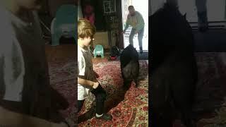 #тимоша #тимоша #черныйкабан