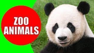 Zoo Animals for Kids - Videos and Sounds of Wild Animals at the Zoo for Children to Learn