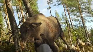 Elg angriper jeger  - Moose attacks hunter Norway 2023