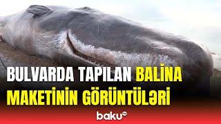 Xəzərin Bakı sahillərində tapılan hər kəsi təəccübləndirdi