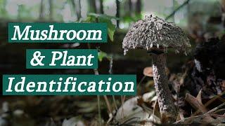 Edible Mushroom and Plant ID in NY