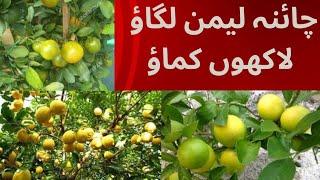 China Lemon farming in pakistan.