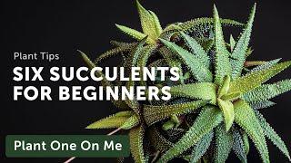 Six Easy SUCCULENTS for Beginners — Ep 203