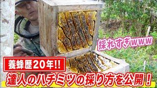 Harvesting honey from Japanese traditional beehive, Pile box  hive.