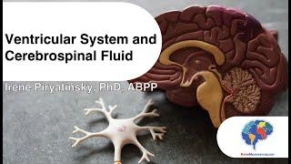 Ventricular System and Cerebrospinal Fluid