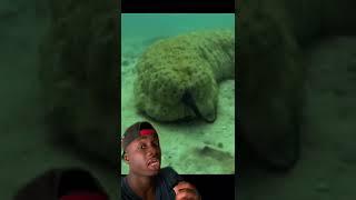 Have you seen this? tiktok mndiaye 97 #shorts