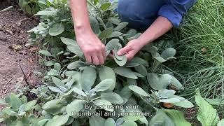 How to Harvest Culinary Sage