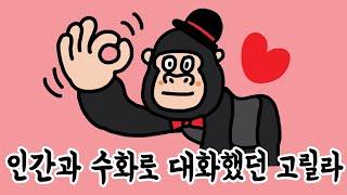 [실화툰13] 슬픔주의!!! 인간과 수화로 대화했던 최초의 고릴라 코코