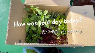 [31.일상 V-log] 옥상 텃밭. 화분에 모종심기. 쌈채소 모종심기. 가족 브이로그.