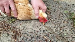 How to hypnotize a chicken