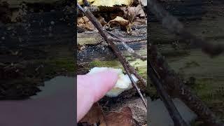 Tickle Tickle #mushroom #nature #funny #lol #comedy #comedyvideo #comedyshorts #outdoors #humor