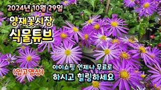 양재꽃시장 식물튜브 24년 10월 29일 입고영상 시청 하시면서 눈호강과 힐링타임 되시길 바라겠습니다~ #양재꽃시장 #식물튜브 #월동 #관엽 #식물아빠 #시가노무시키