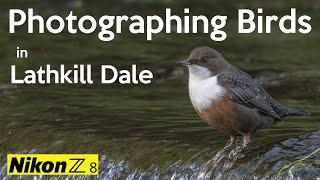 A wonderful morning photographing birds in Lathkill Dale   Nikon Z8