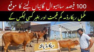 Pedigreed top notch Sahiwal cows for sale II Dr. Muzzammil Hassan