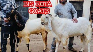 MASHAALLAH  TOP QUALITY BIG KOTA GOAT,S  AT IRSHAD KOTA  (7740803310) #kotabakra