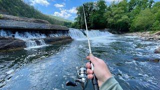 River Fishing for ANYTHING That Bites!