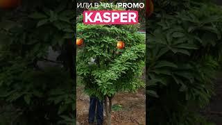 ПРОМО: KASPER | GTA 5 MAJESTIC RP #k1lkasper #gta5 #majestic #majesticrp #drift #gta #gtarp