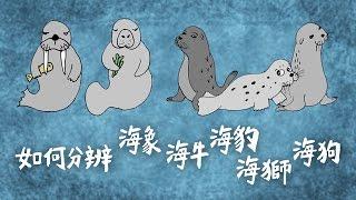 史上最可愛動畫 分辨海獅、海豹、海象、海牛