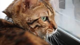 My Bengal Cat Chirping