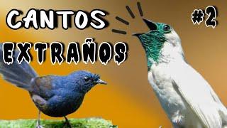 Los Cantos MÁS EXTRAÑOS y misteriosos de las AVES #2: ¡DESCUBRELOS AQUI!️