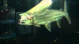 Goliath tiger fish eat silver arowana