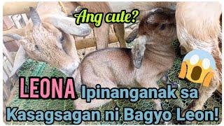 『Baby Goat Upinanganak sa Kasagsagan ni Bagyo Leon!』〘Very Cute Naman?〙