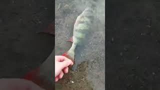 Gruby okoń wraca do siebie #shorts #fish #fishing