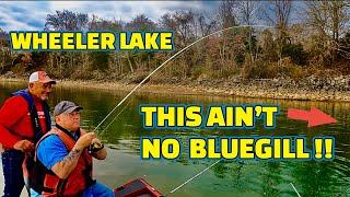 A Bluegill FISHERMAN Fishing from The Bank JUMP in the BOAT and We GO FISHING !!