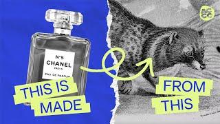 The Truth About How Your Perfume Is Made | Rewinding Perfume