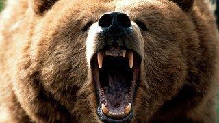 Grizzly Bear Roar