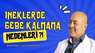 EKSTREM HAYVANCILIK | İNEKLERDE GEBE KALMAMA NEDENLERİ