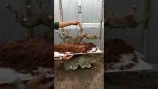 बोनसाई. Membuat bonsai berfungsi.