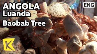 【K】Angola Travel-Luanda[앙골라 여행-루안다]바오밥 나무 열매/Baobab Tree/Little Prince/Fruit