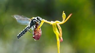 Sneaky Orchid Tricks a Wasp | The Green Planet | BBC Earth