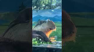 capybara #cute #chill #animals