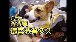 柯基犬肥油 X Furbo等等賽之還要我等多久