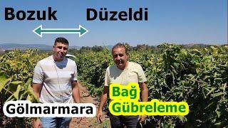 Gölmarmara - Verimsiz Üzüm Bağını Sonbahar Kış Gübrelemesi ile Verimli Hale Getirdi - Manisa