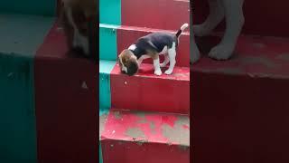 Rio Stairs Practicing #viral #ytshorts #shortvideo #reels #shorts #petlover #hardwork #pets