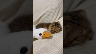 Kitten: I like the big white goose, no one can steal it while I'm sleeping