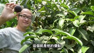 台灣山竹產業逐漸成形  最近卻鬧得血流成河  新手入門必須先有的觀念  實生嫁接任君挑選 但千萬別賠了時間